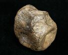 Champsosaurus Vertebrae (Cretaceous Reptile) #10834-1